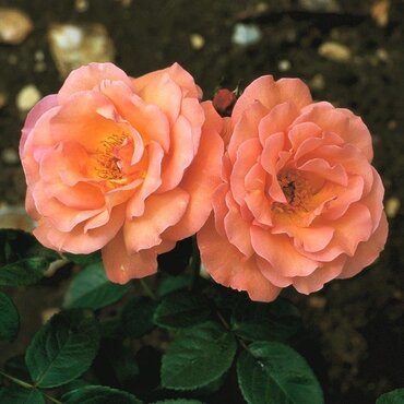 Roses - Stewarts Garden Centre