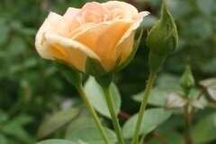 Rose Evening Light 3 Litre - image 1