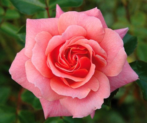Rose Festive Jewel 4 Litre