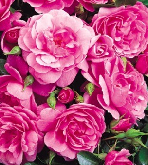 Rose Flower Carpet Pink 3 Litre