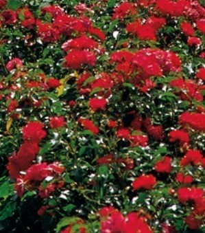 Rose Flower Carpet Ruby 3 Litre