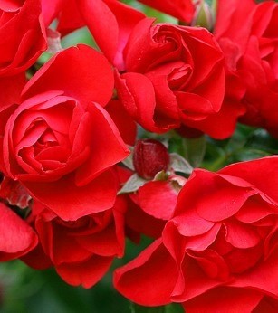 Rose Flower Carpet Scarlet 3 Litre