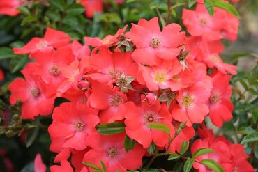 Rose Flower Carpet Sunset 3 Litre - image 1