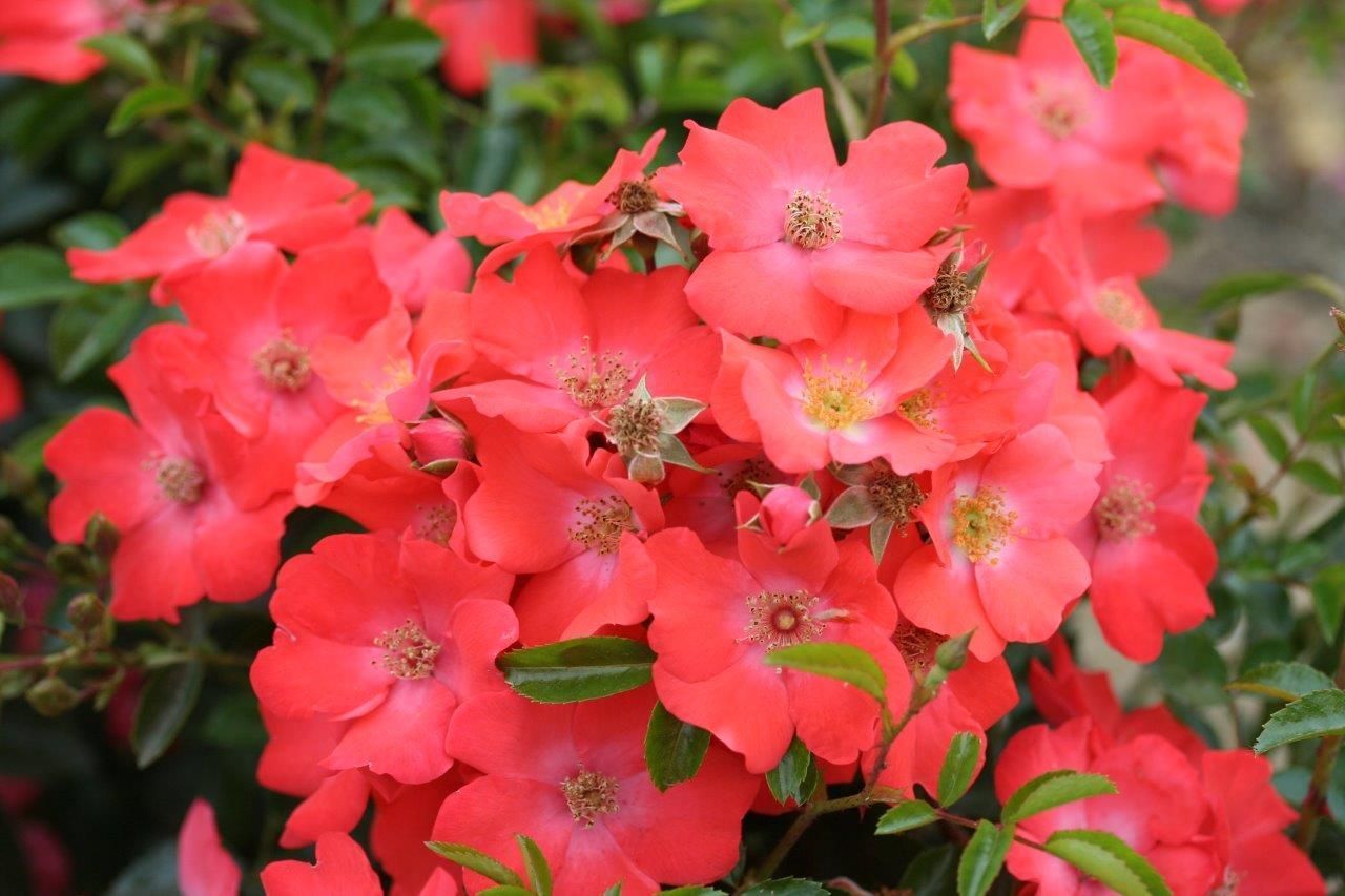 Rose Flower Carpet Sunset Standard 7.5 Litre Stewarts Garden Centre