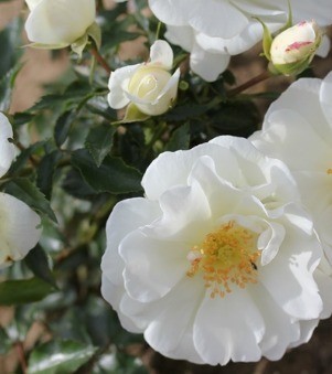 Rose Flower Carpet White 3 Litre