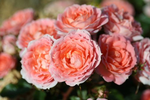Rose Flower Power 3 Litre