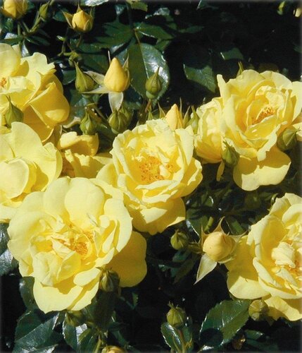 Rose Flower Power Gold 3 Litre