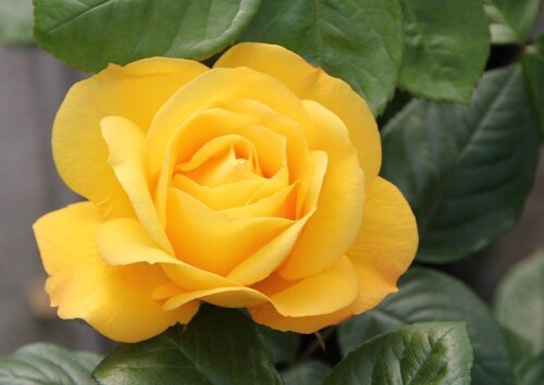 Rose Gold Bouquet 5 litre - image 1