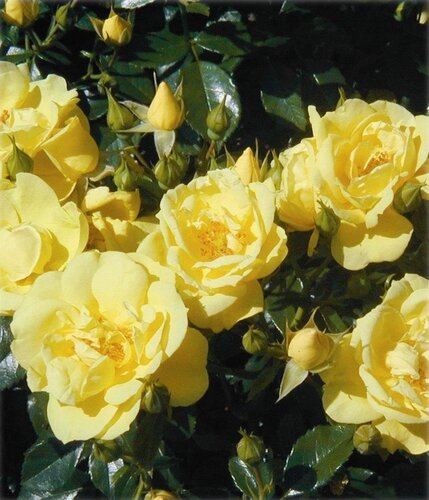 Rose Gold Flower Carpet 3 Litre - image 1
