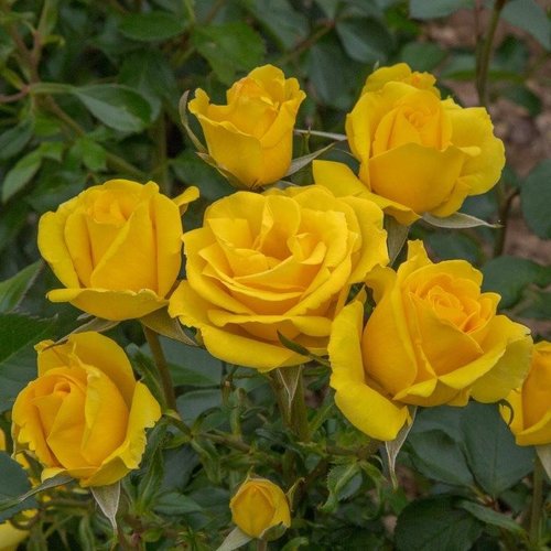 Rose Grandma's Rose Yellow 3 litre