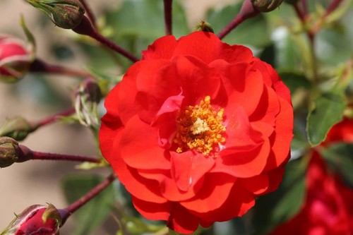 Rose Grandpa's Rose 3 Litre