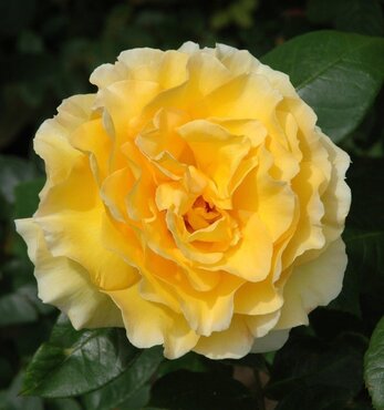 Rose Grosvenor House 4 Litre