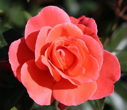 Rose Happy Anniversary Standard 7.5 Litre