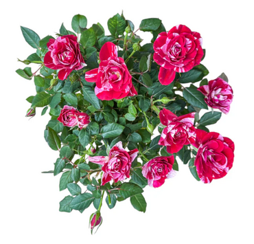 Rose in Oxford Ceramic 10.5cm - image 3