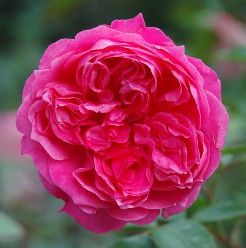 Rose Ivor's Rose 4 Litre