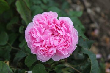 Rose Jacques Cartier 4 Litre - image 1