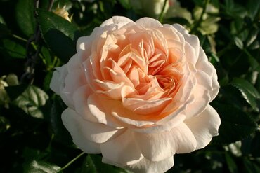 Rose Joie De Vivre 3 Litre - image 2