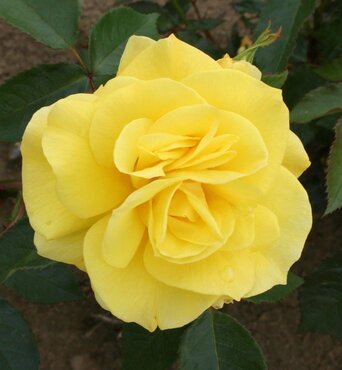 Rose Korresia 3 Litre