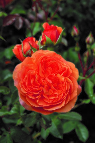 Rose Louise Clements 4 Litre - image 1