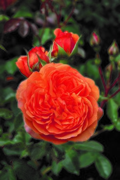 Rose Louise Clements 4 Litre - image 1