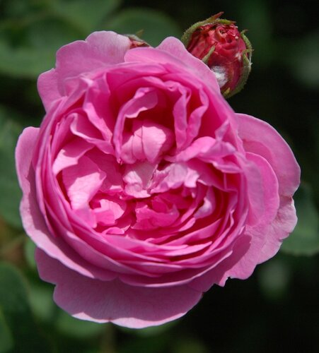 Rose Louise Odier 4 Litre - image 1