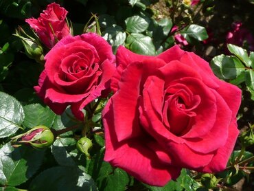 Rose Lovestruck Cherry Red 3 Litre - image 1