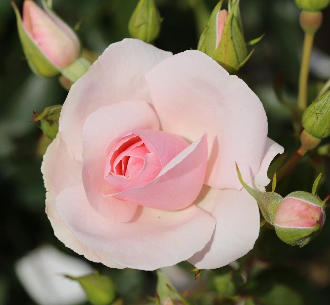 Rose Many Happy Returns 3 Litre - Stewarts Garden Centre