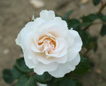 Rose Margaret Merril 3 Litre