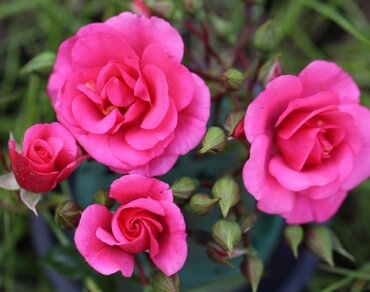 Rose Medley Pink 3 Litre