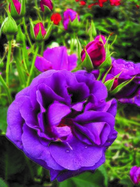 Rose Minerva 3 Litre - image 2