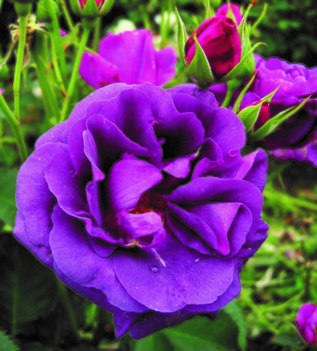 Rose Minerva 6 litre - image 1