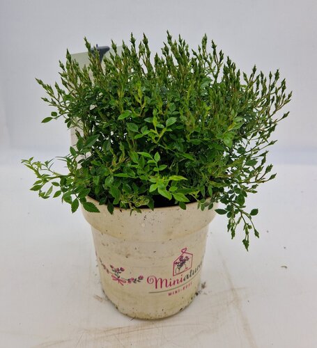 Rose Mini Patio 2.3 Litre - image 1