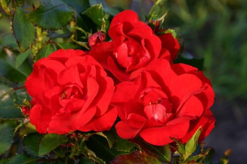 Rose Moment In Time 3 Litre - image 1