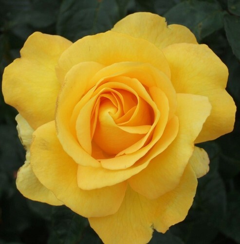 Rose My Lovely Mum 4.5 Litre
