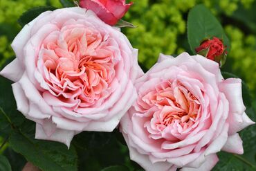 Rose Never Ending Story 3 Litre