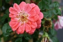 Rose Onward & Upwards 3 Litre - image 1