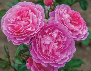 Rose Orchid Romantica 3 Litre - image 1