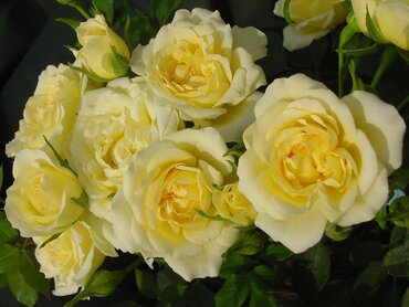 Rose Our Dream 3 Litre - image 2