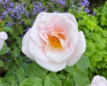 Rose Oxford Physic 4 Litre