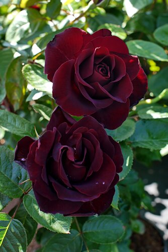 Rose Paint It Black 6 litre