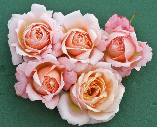 Rose Peachy 3 Litre