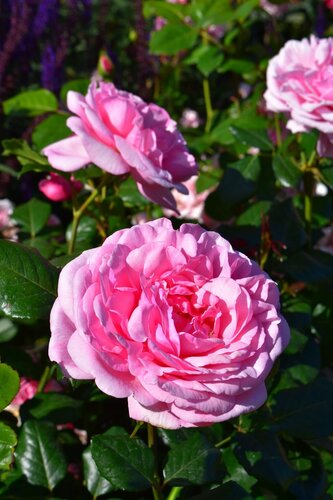 Rose Pearl Of St Lukes 4 Litre - image 1