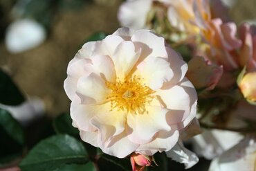 Rose Penelope 4 Litre - image 1