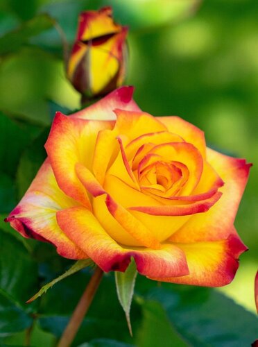 Rose Planters Punch 6 Litre - image 1