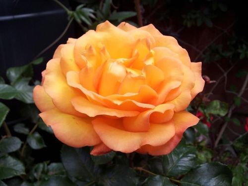 Rose Presious Amber Standard 7.5 Litre