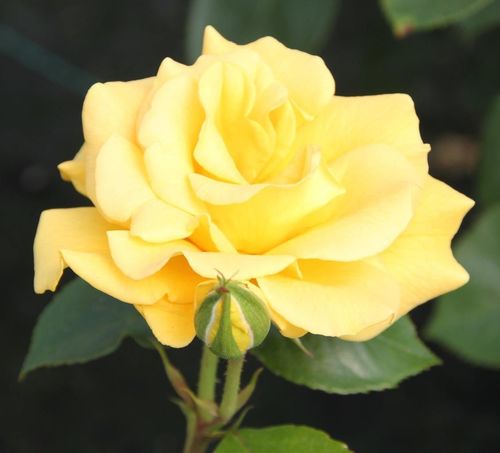 Rose Precious Gold Standard 7.5 Litre