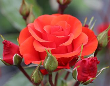 Rose Precious Love Standard 7.5 Litre