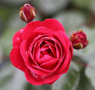 Rose Precious Ruby Standard 7.5 Litre