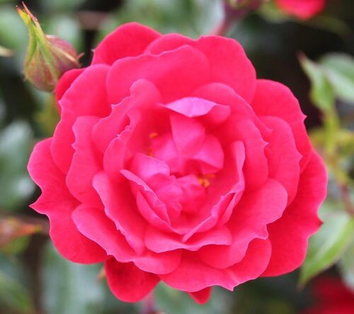 Rose Raspberry Royale 3 Litre