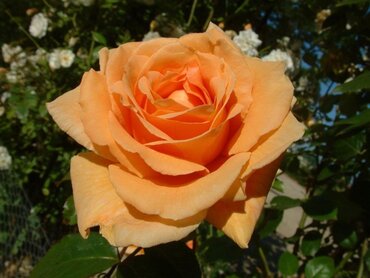 Rose Raymond Carver 4 Litre - image 1